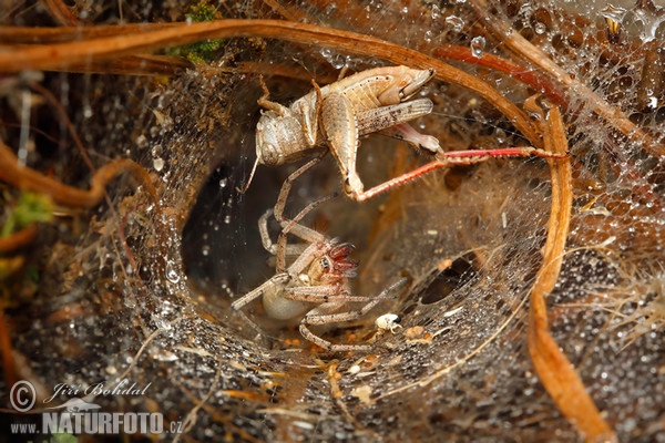 Pokoutník (Agelenidae sp.)