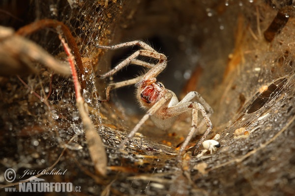 Pokoutník (Agelenidae sp.)
