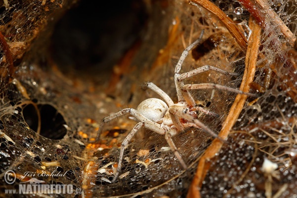 Pokoutník (Agelenidae sp.)