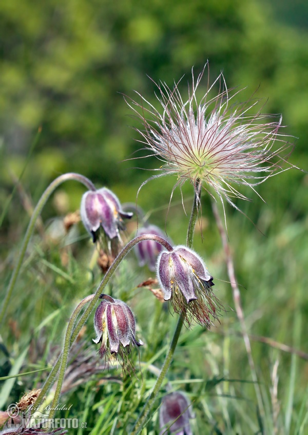 Poniklec lúčny český (Pulsatilla pratensis subsp. bohemica)