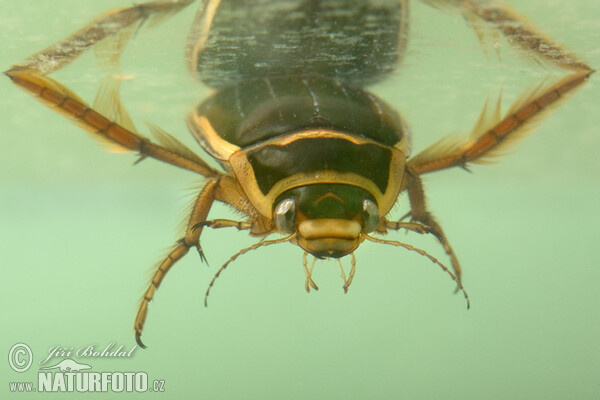 Potápnik obrúbený (Dytiscus marginalis)