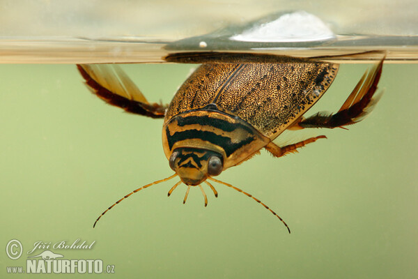 Potápnik rebierkatý (Acilius sulcatus)