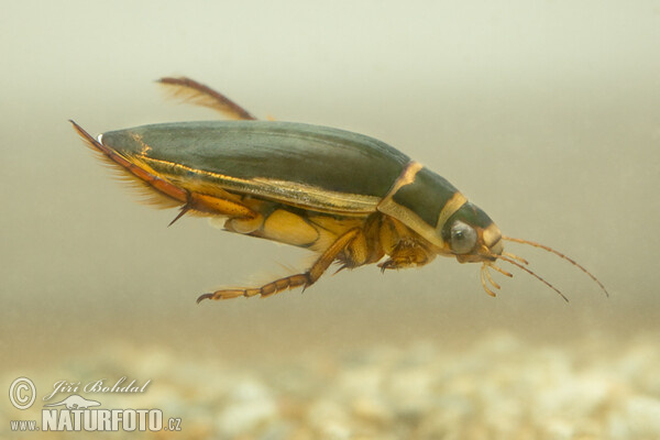 Potápník vroubený (Dytiscus marginalis)