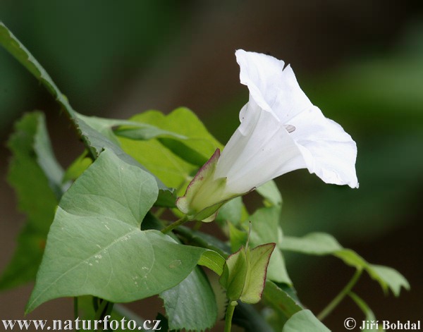 Povoja plotná (Calystegia sepium)