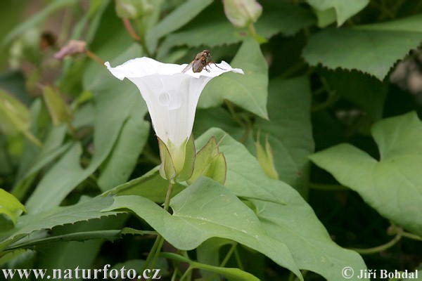 Povoja plotná (Calystegia sepium)