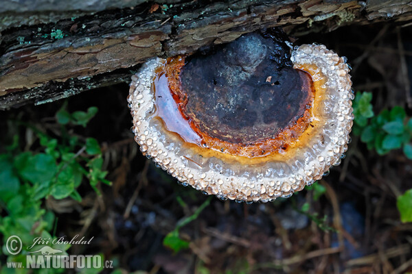 Práchnovček pásikavý (Fomitopsis pinicola)