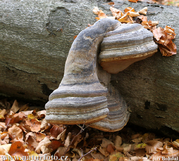 práchnovec kopytovitý (Fomes fomentarius)