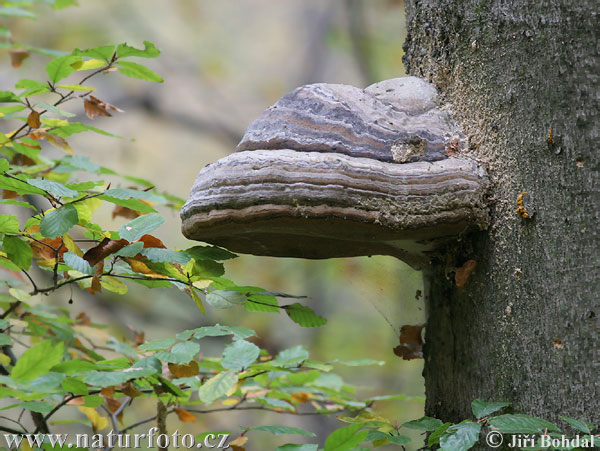 práchnovec kopytovitý (Fomes fomentarius)