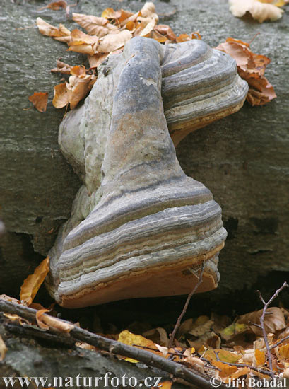 práchnovec kopytovitý (Fomes fomentarius)