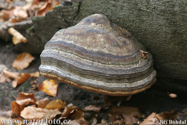 práchnovec kopytovitý (Fomes fomentarius)