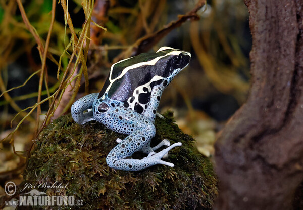 Pralesnička mnohobarvá (Dendrobates tinctorius)