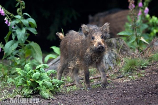 Prase divoké (Sus scrofa)