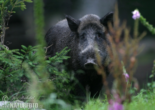 Prase divoké (Sus scrofa)