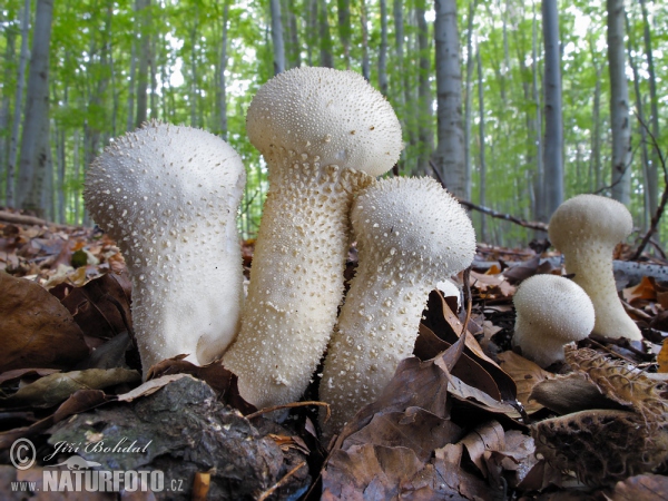 Prášnica bradavičnatá (Lycoperdon perlatum)