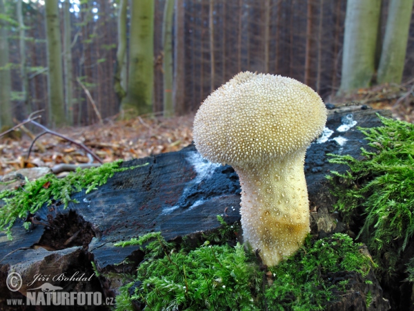 Prášnica bradavičnatá (Lycoperdon perlatum)