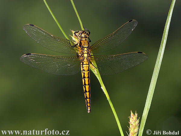 Prodni modrač (Orthetrum cancellatum)