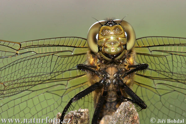 Prodni modrač (Orthetrum cancellatum)