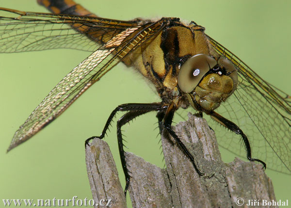 Prodni modrač (Orthetrum cancellatum)