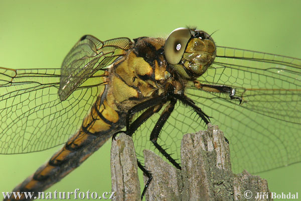 Prodni modrač (Orthetrum cancellatum)