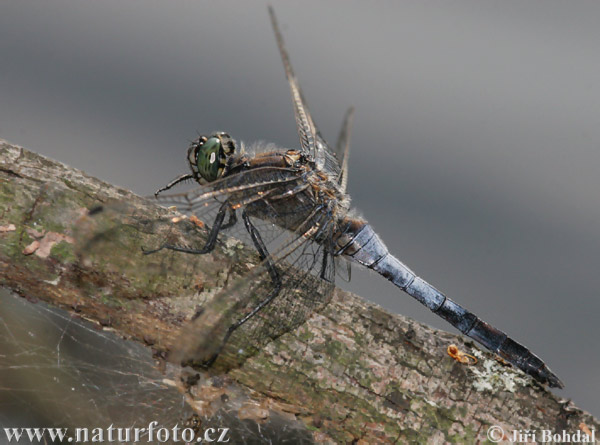 Prodni modrač (Orthetrum cancellatum)