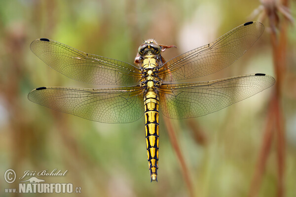 Prodni modrač (Orthetrum cancellatum)