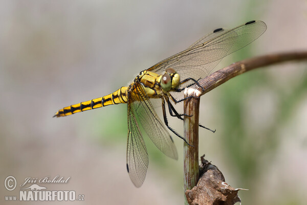 Prodni modrač (Orthetrum cancellatum)