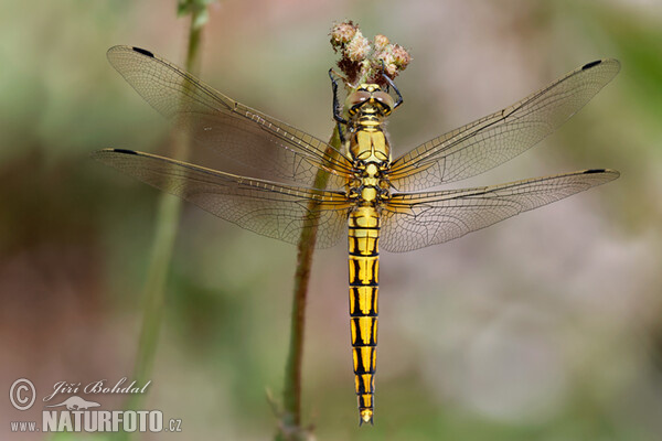 Prodni modrač (Orthetrum cancellatum)