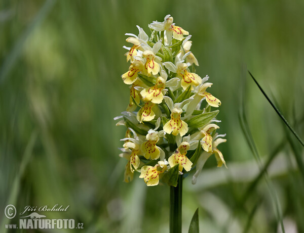 Prstnatec bezový (Dactylorhiza sambucina)