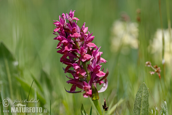 Prstnatec bezový (Dactylorhiza sambucina)