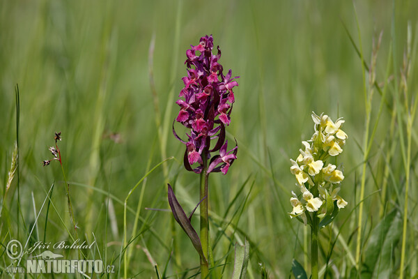 Prstnatec bezový (Dactylorhiza sambucina)