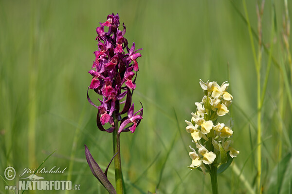 Prstnatec bezový (Dactylorhiza sambucina)