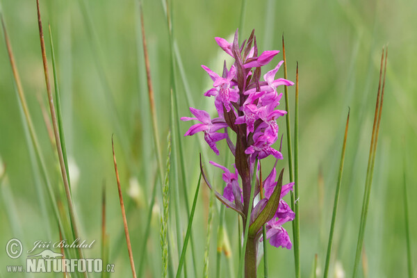 Prstnatec májový (Dactylorhiza majalis)