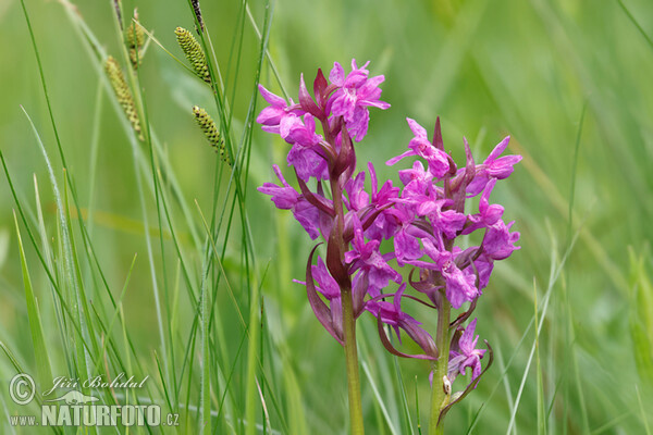 Prstnatec májový (Dactylorhiza majalis)