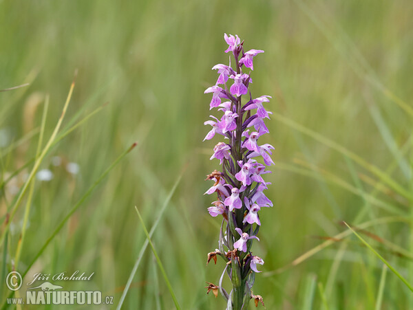 Prstnatec Traunsteinerův (Dactylorhiza traunsteineri)