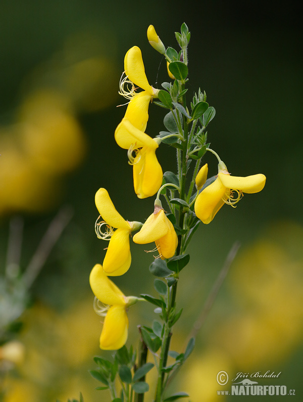 Prútnatec metlovitý (Sarothamnus scoparius)