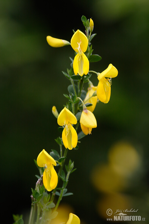 Prútnatec metlovitý (Sarothamnus scoparius)