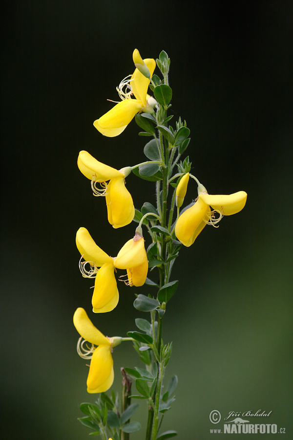 Prútnatec metlovitý (Sarothamnus scoparius)