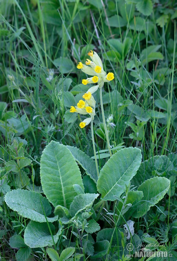 Prvosenka jarní - Petrklíč (Primula veris)