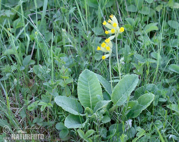 Prvosenka jarní - Petrklíč (Primula veris)