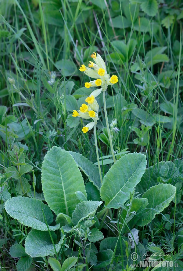 Prvosienka jarná (Primula veris)