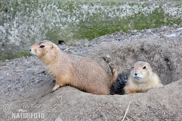 Psoun prériový (Cynomys ludovicianus)