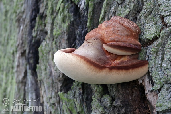 Pstřeň dubový (Fistulina hepatica)