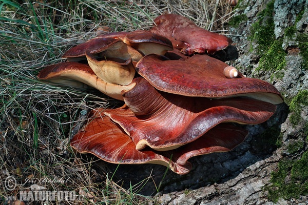 Pstřeň dubový (Fistulina hepatica)