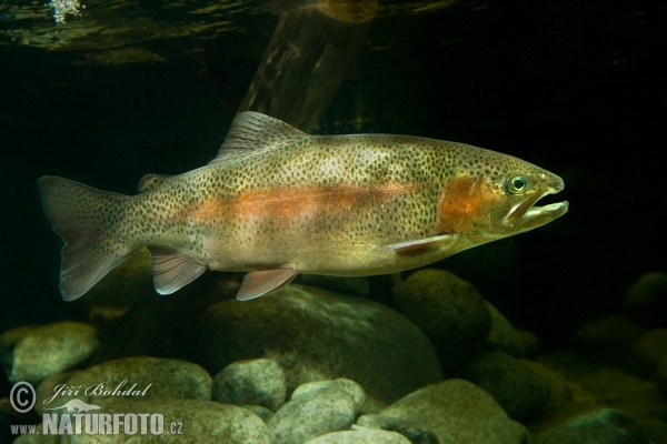 Pstruh duhový (Oncorhynchus mykiss)