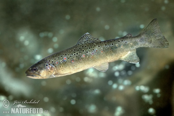 Pstruh potočný (Salmo trutta morpha fario)