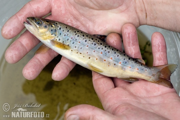 Pstruh potočný (Salmo trutta morpha fario)