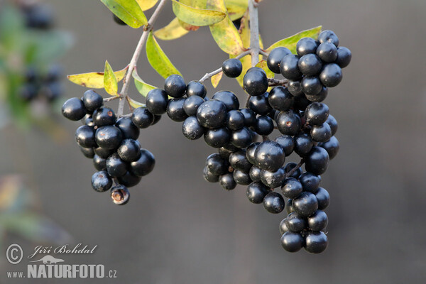 Ptačí zob obecný (Ligustrum vulgare)