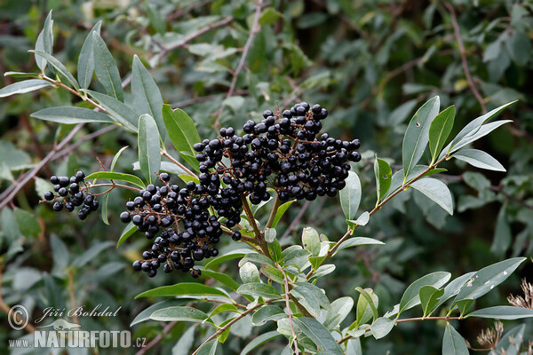 Ptačí zob obecný (Ligustrum vulgare)