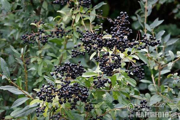 Ptačí zob obecný (Ligustrum vulgare)