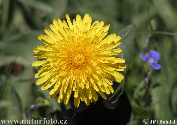 Púpava lekárska (Taraxacum officinale)